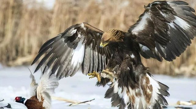 Young golden eagles, about 2-3 months old, are chosen for taming.