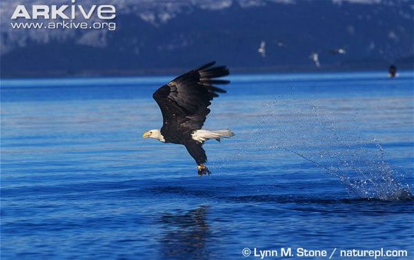 From high above, eagles can dive at incredible speeds to catch and quickly subdue their prey.