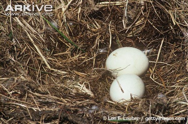 Eagles typically build their nests on mountains or tall trees