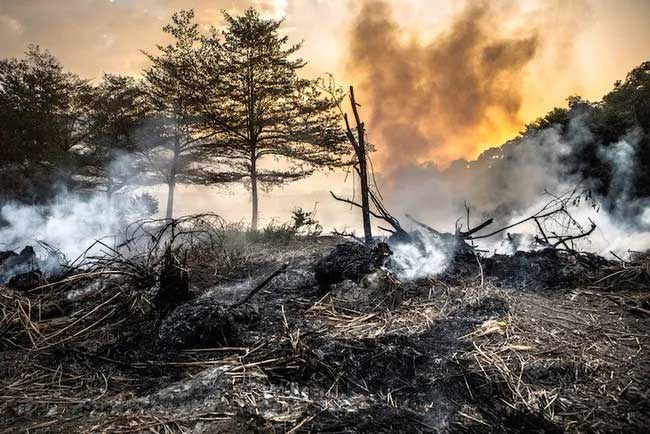 A photo of a forest fire.