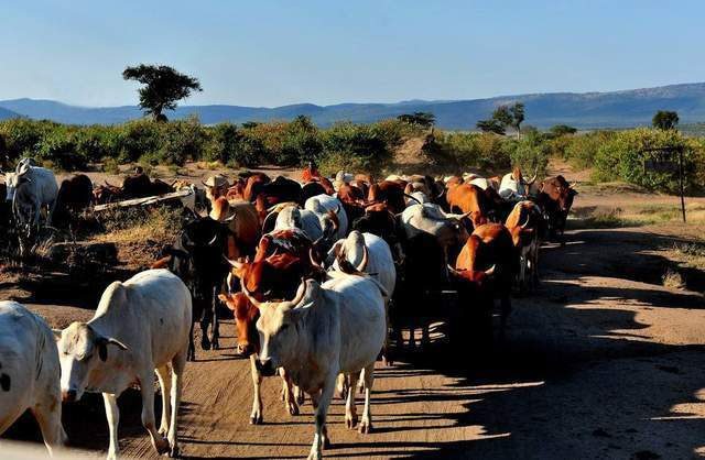 Caring for animals in Africa's climate requires significant effort.