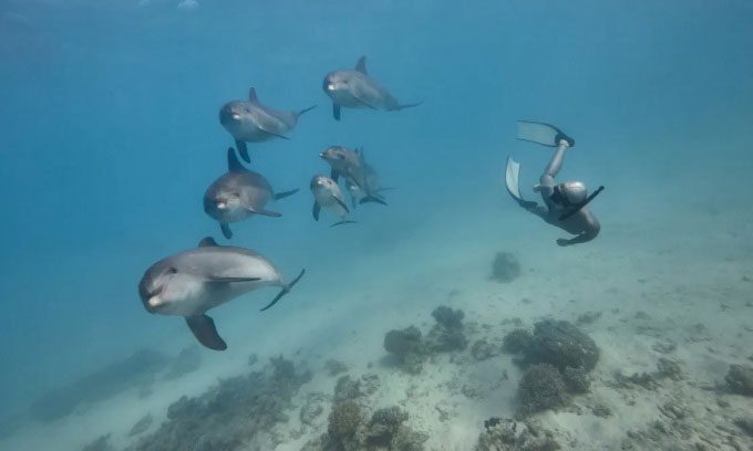 Although often perceived as playful and gentle, dolphins can occasionally attack humans.