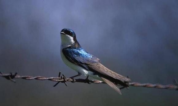 The place where a bird finally dies is usually not close to humans.