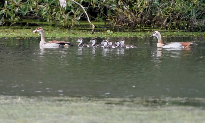 A flock of Egyptian Geese in a pond in Ay-sur-Moselle, northeastern France, on September 12.