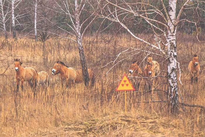 Mongolian wild horses wandering through a lush city.