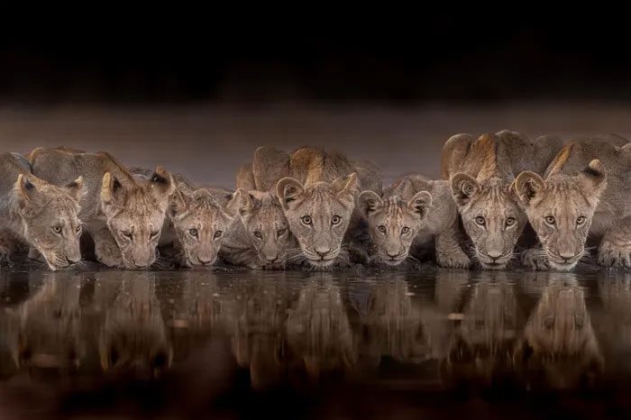 African Lion Cubs Drinking Water