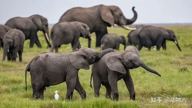 Most elephants killed are considered solitary.