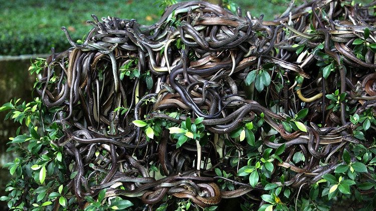 Snakes roaming freely on Snake Island.