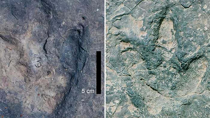 Typical theropod footprints from the Koum Basin in northern Cameroon.