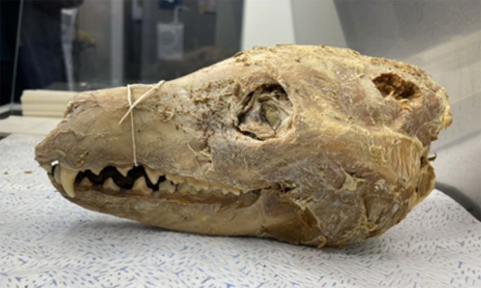 Tasmanian tiger head specimen