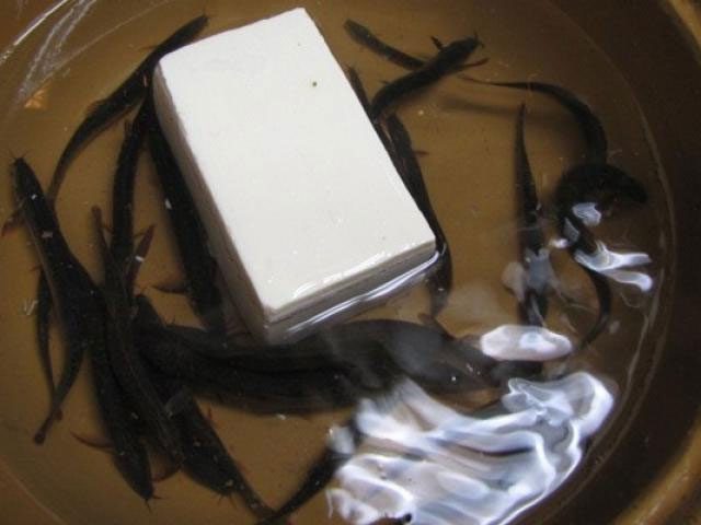 The controversial loach tofu delicacy in Japan.