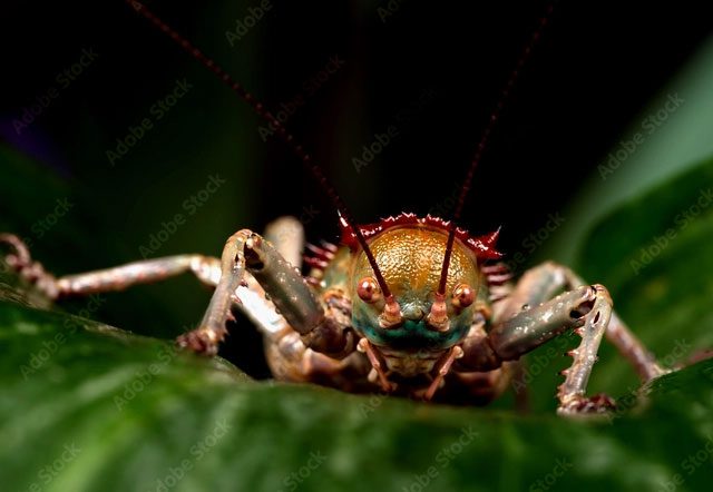 The menacing appearance of the African armored cricket.