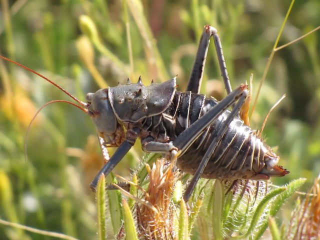 Armored crickets destroying crops in Africa.