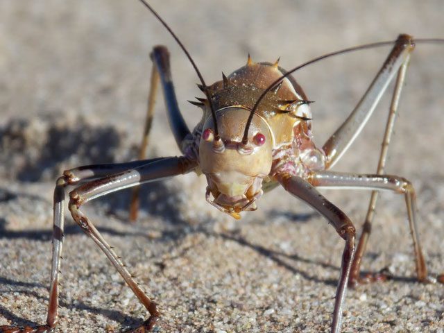 When threatened, the armored cricket "activates" 5 defense modes.