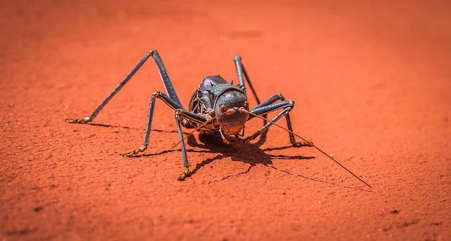 The external "armor" of the African giant cricket.