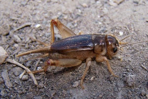 Crickets can eat all types of grass.