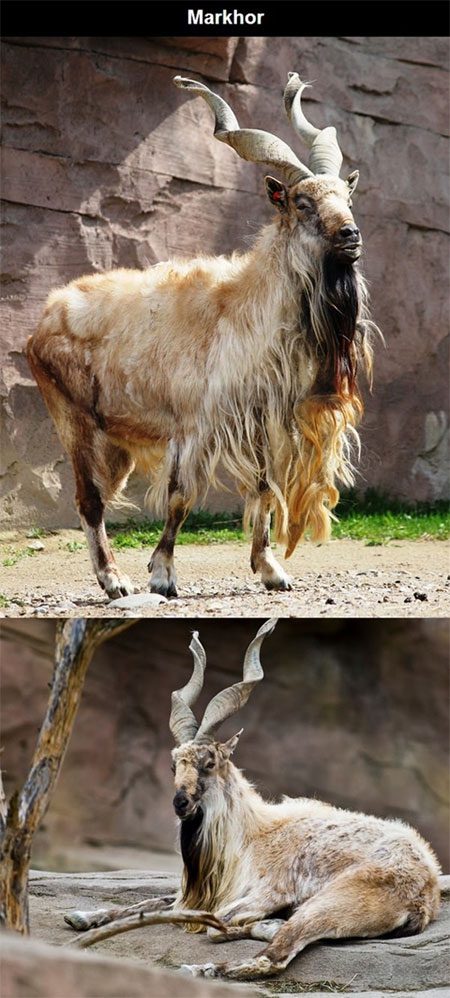 Strangest Animals in the World