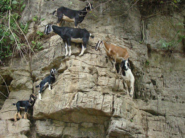 Surprised by the climbing ability of goats