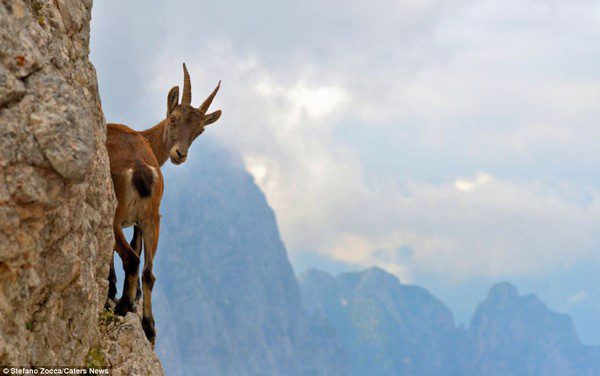 Surprised by the climbing ability of goats