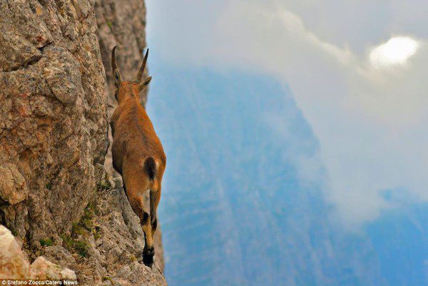 Surprised by the climbing ability of goats