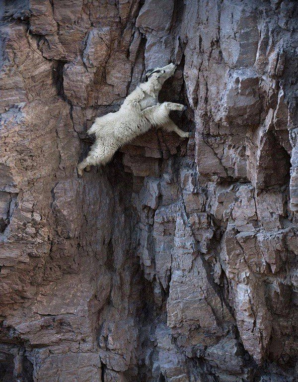 Surprised by the climbing ability of goats