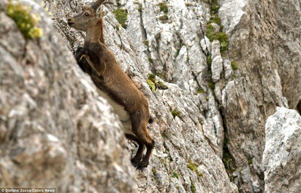 Surprised by the climbing ability of goats