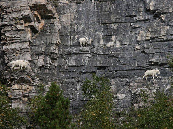 Surprised by the climbing ability of goats