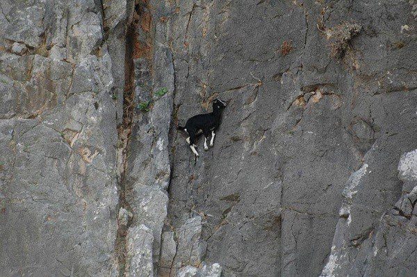 Surprised by the climbing ability of goats