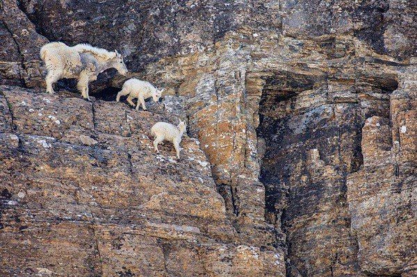 Surprised by the climbing ability of goats