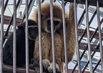 decoding the mystery of the pregnant cabbage at the japan zoo 125694