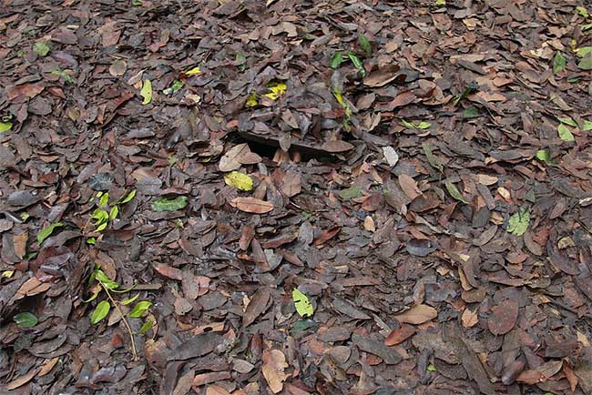 The sophistication in camouflage at a fighting bunker in the Cu Chi Tunnels.