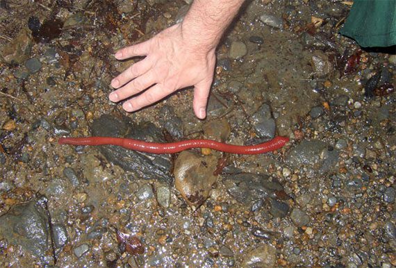 Discovering the newly discovered giant leech species in Indonesia