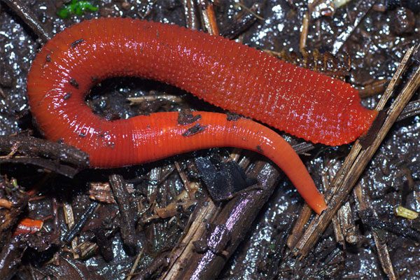 Discovering the newly discovered giant leech species in Indonesia