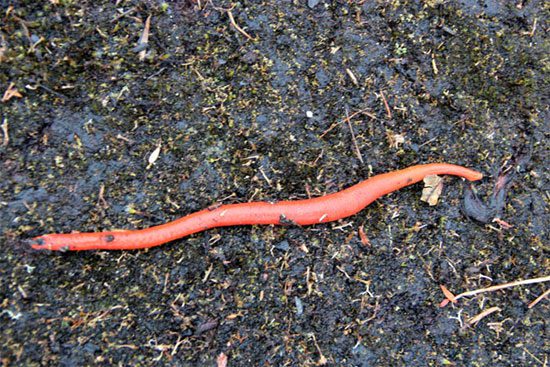 Discovering the newly discovered giant leech species in Indonesia