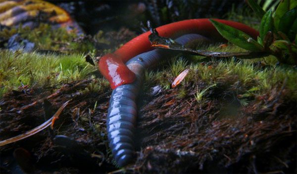 Discovering the newly discovered giant leech species in Indonesia