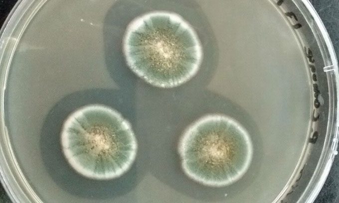 Petri dish of Penicillium glaucum mold.