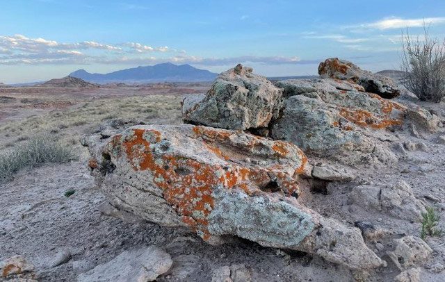 Lichens can survive in harsh environmental conditions.