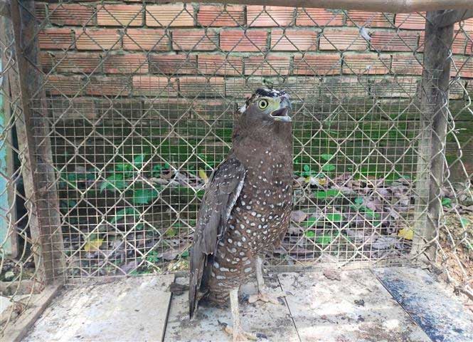 Myanmar Kite, an endangered species in need of protection