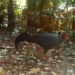 discovered many rare wild animals in natural reserve ke go 138401