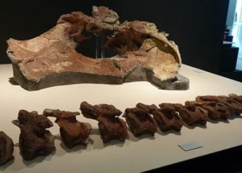 discovery new dinosaur species in spain 136550