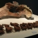 discovery new dinosaur species in spain 136550