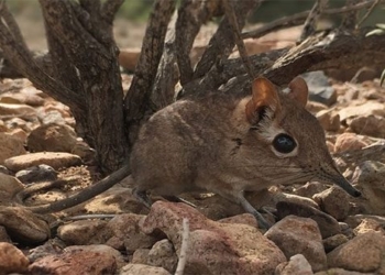 discovery of a mouse species smaller than a penny after 50 years of absence 107764