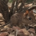 discovery of a mouse species smaller than a penny after 50 years of absence 107764