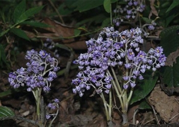 discovery of a new unique plant species near the vietnam china border wants to be included in red book 131469