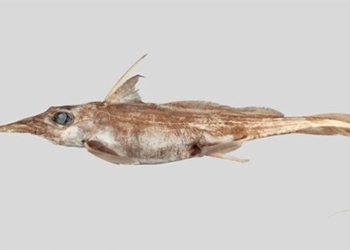 discovery of a type of catfish eating below the sea 136963