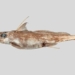 discovery of a type of catfish eating below the sea 136963