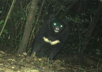 discovery of giant bears in quang tri forest 138082