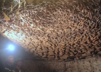 discovery of hidden caves connected by spring stones and silt in an ancient forest in nghe an 120843