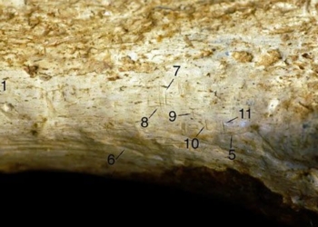 discovery of honeycomb bees first human like species 128309