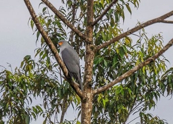 discovery of new bird species extinct for half a century 136747